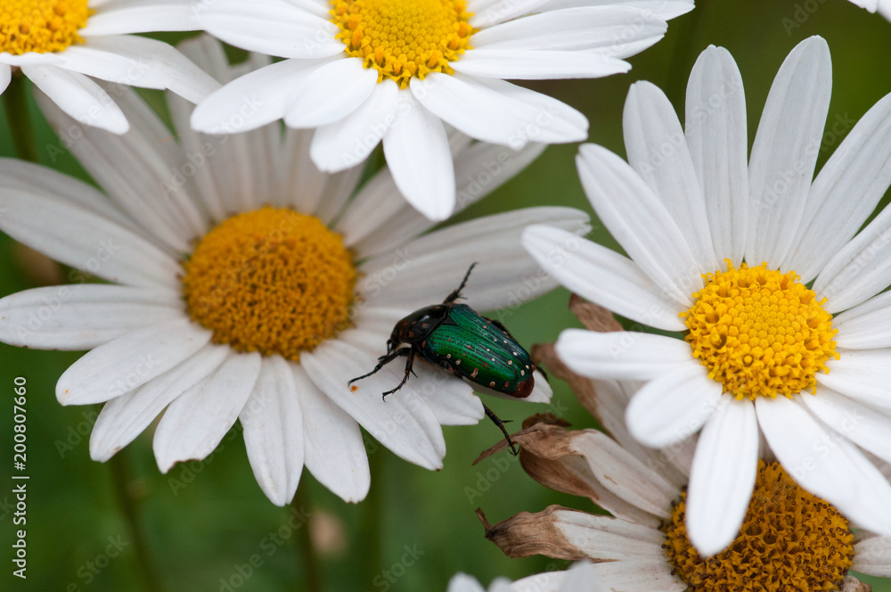 Obraz premium Macro photo of flowers, daisy and green beetle