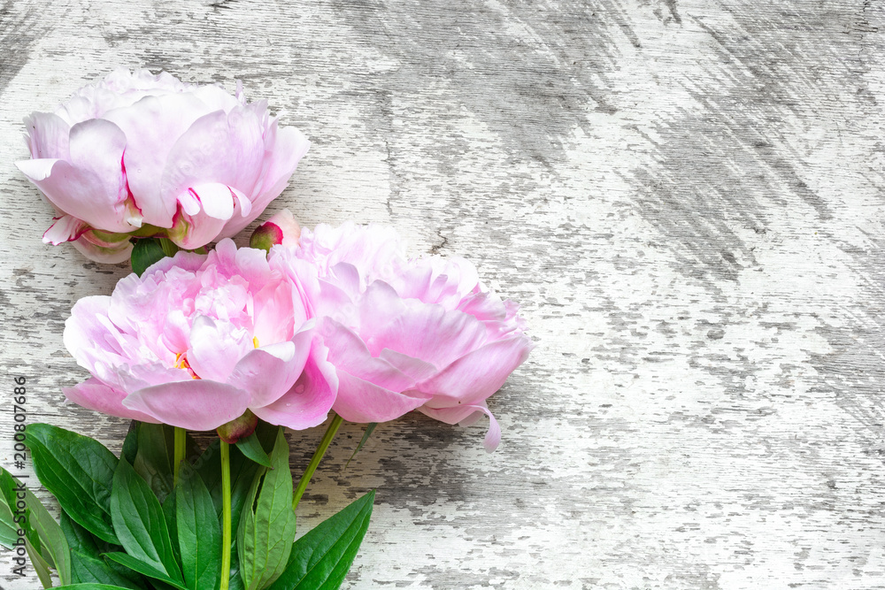 pink peony flowers bouquet on white wooden background. flat lay. top view with copy space. pink peony flowers bouquet on white wooden background. flat lay. top view with copy space.