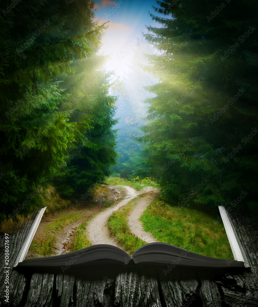 Obraz premium Droga przez las do książki