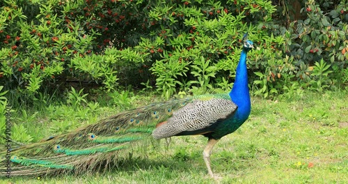 Portrait of a one beautiful peacock