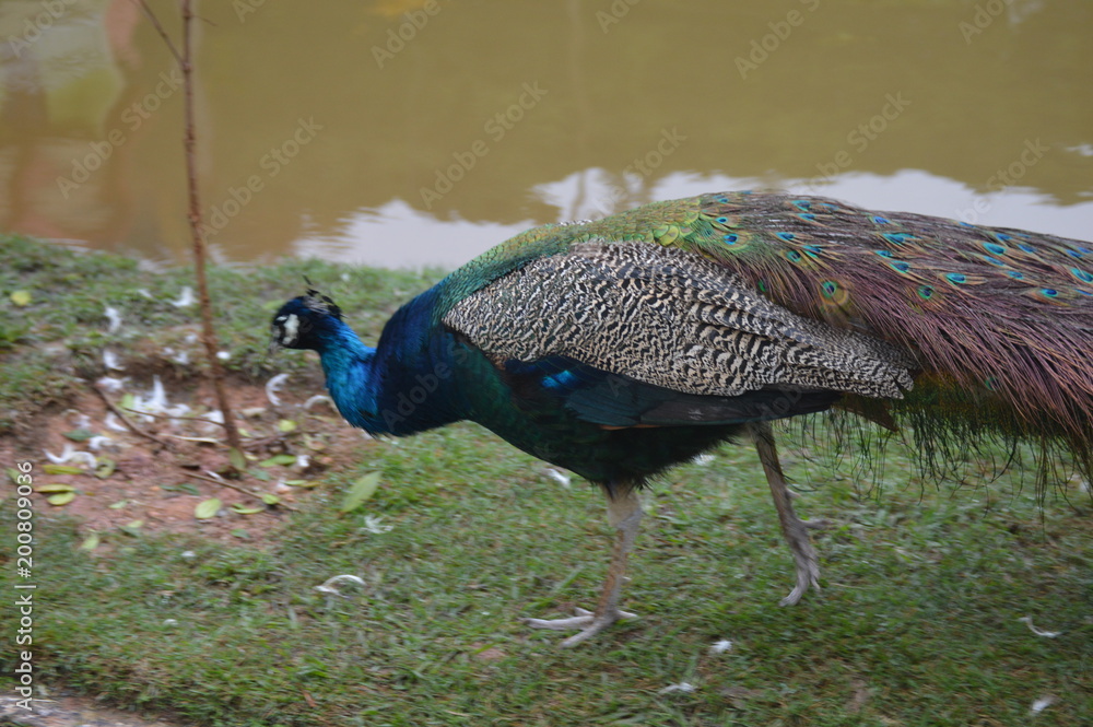 Obraz premium passaro doce