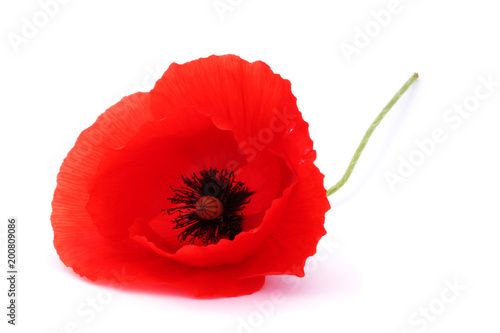 Common poppy (Papaver rhoeas) isolated on white. photo