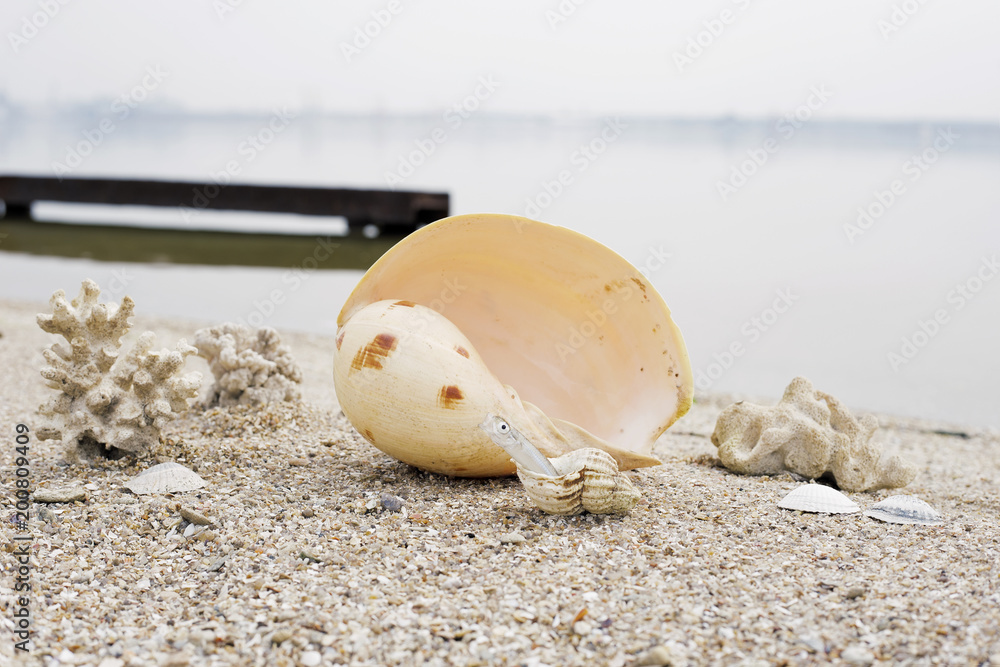 Obraz premium large sea shell