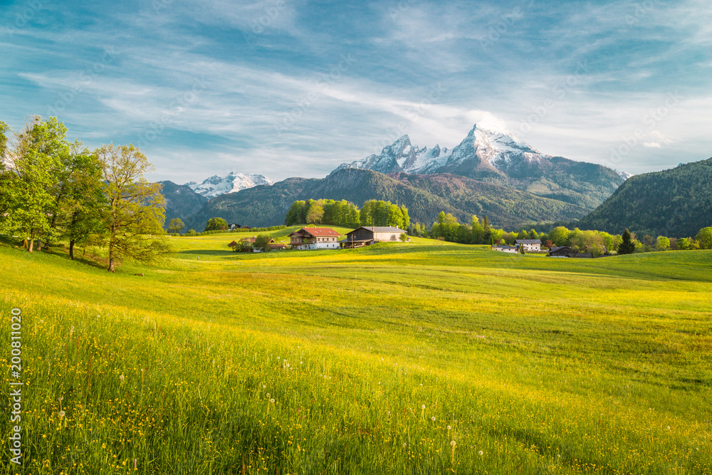 Idyllic landscape in the Alps with blooming meadows in springtime