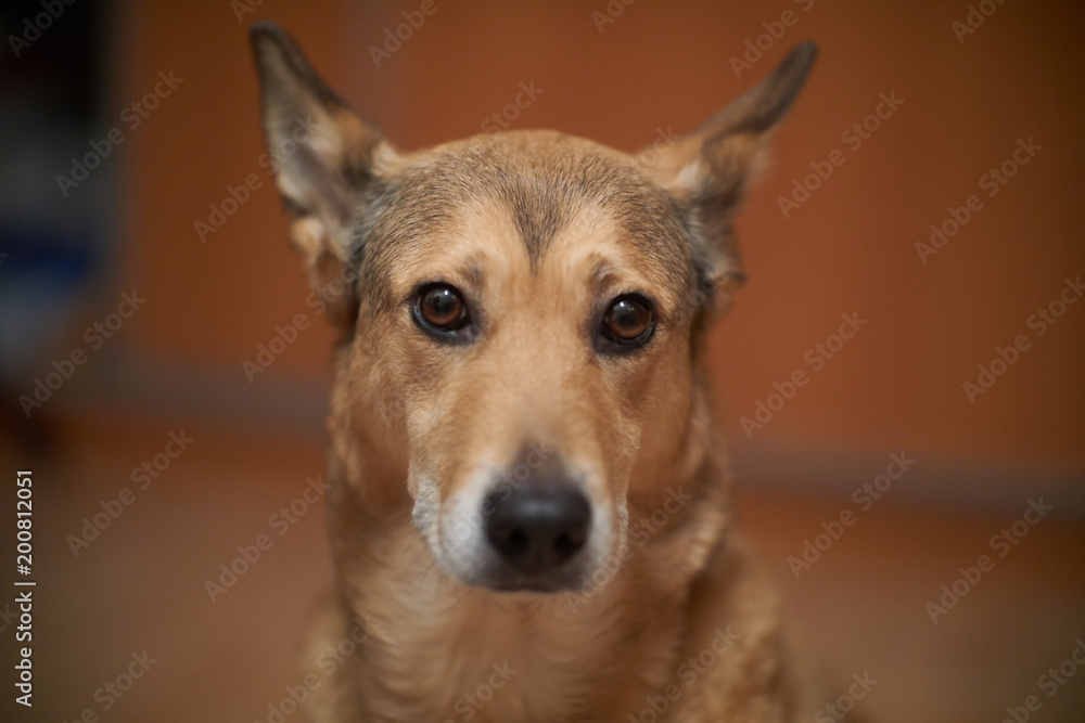 cute shepherd dog. portrait is home. cute shepherd dog. portrait is home.