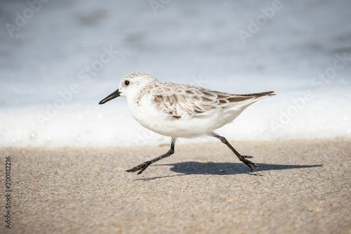 Sanderlings at the Shore