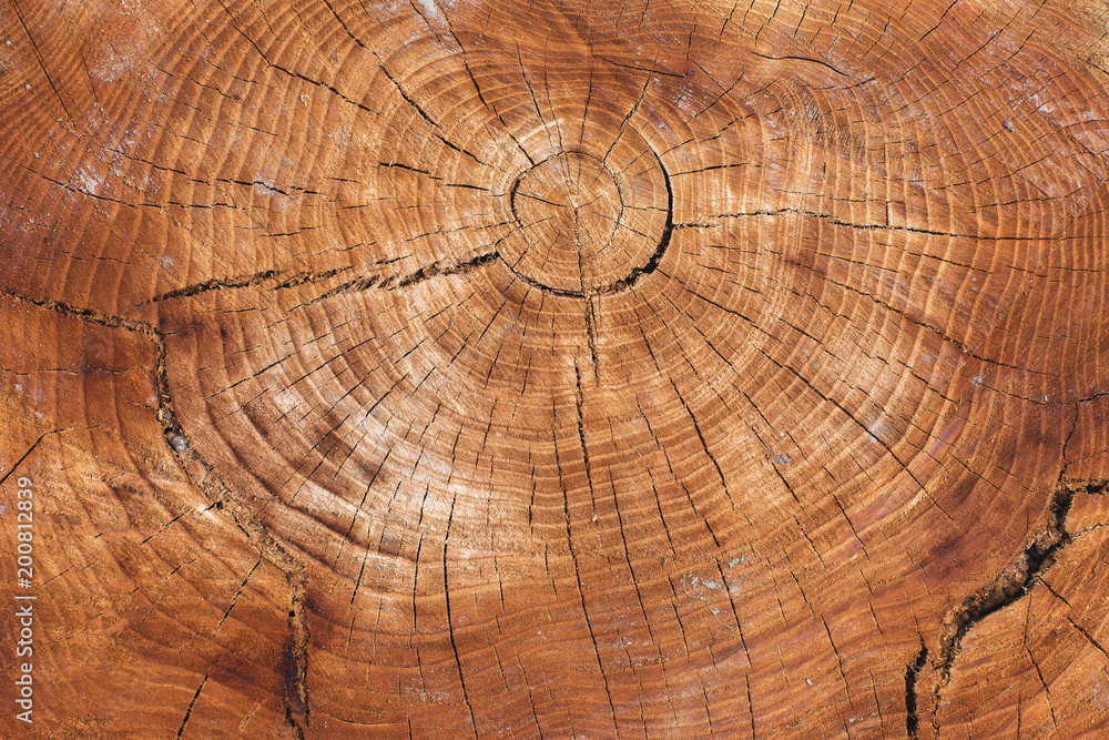 Stump texture on the cut, beautiful wood texture rustic Stump texture on the cut, beautiful wood texture rustic