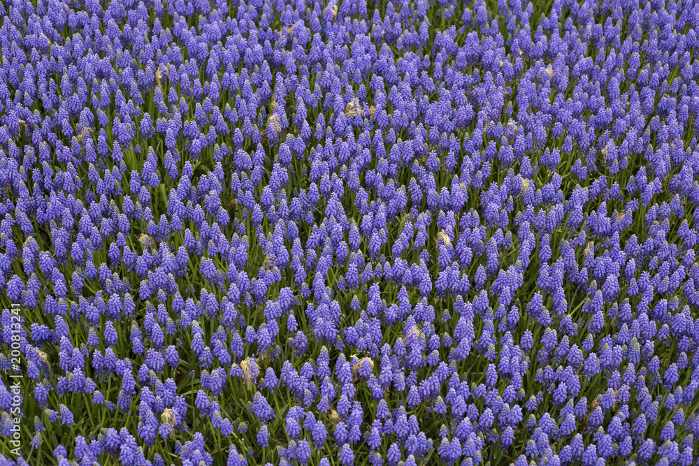 Fototapeta premium purple muscari flower background