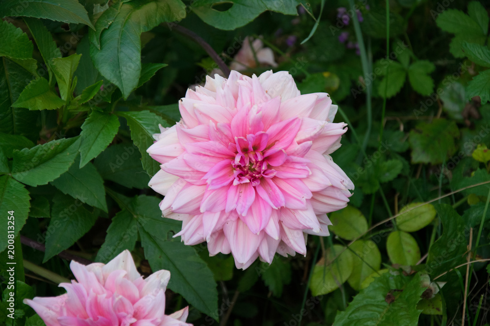 Obraz premium Blossoms