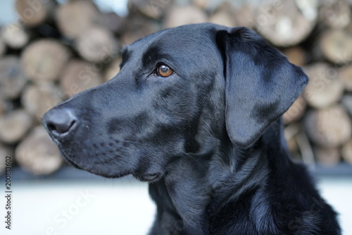 Wallpaper Mural labradorretriever.jpeg Torontodigital.ca