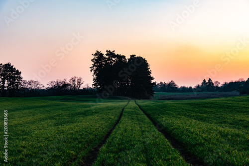 Dreamy spring sunset on a field