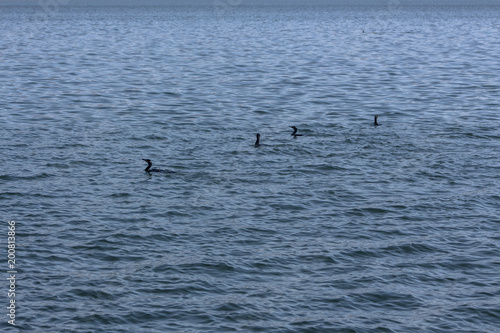 Blue water on Lake Orestiada in Kastoria  Greece. With cormorants floating in it.