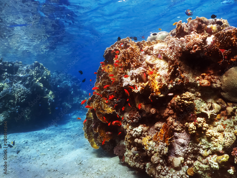 Naklejka premium Diving in underwater coral reef world
