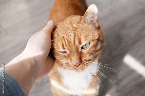 Women's hand stroking a red cat.