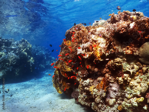 Diving in underwater coral reef world