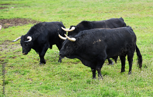 bull in spanish green countryside