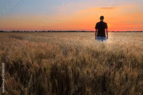 sunset wheat field / agriculture out of town landscape