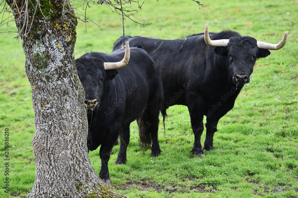 bull in spanish green countryside bull in spanish green countryside