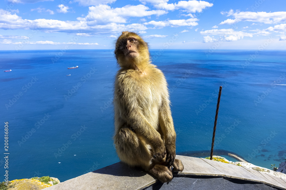 Naklejka premium Close up of a wild macaque or Gibraltar monkey, one of the most famous attractions of the British overseas territory