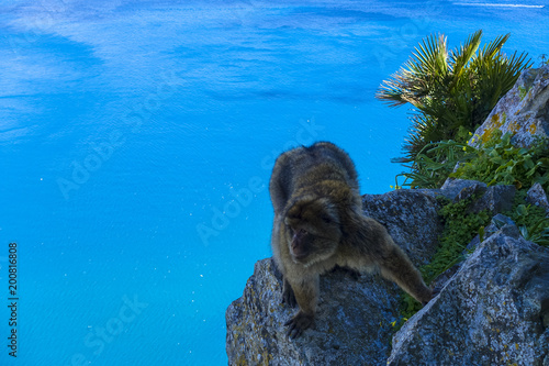 Close up of a wild macaque or Gibraltar monkey, one of the most famous attractions of the British overseas territory