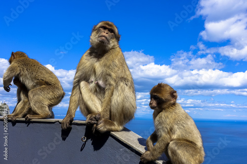 Close up of a wild macaque or Gibraltar monkey, one of the most famous attractions of the British overseas territory © schnitzelpirat