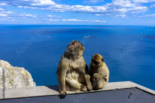 Close up of a wild macaque or Gibraltar monkey, one of the most famous attractions of the British overseas territory