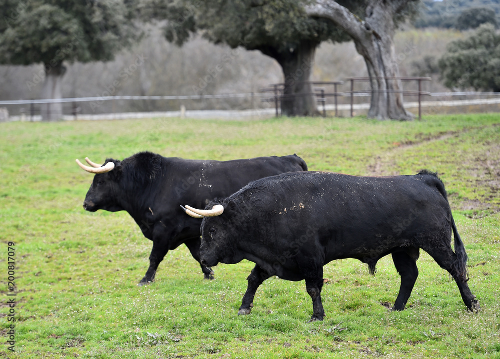 bull in spanish green countryside bull in spanish green countryside