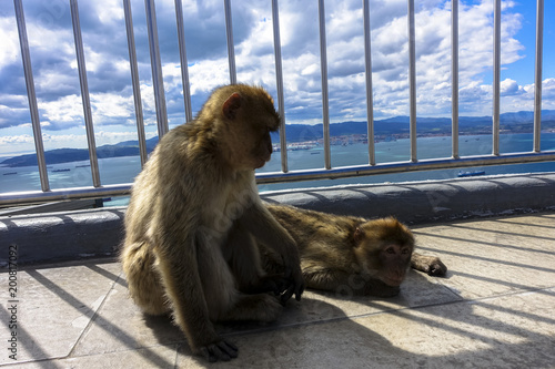 Close up of a wild macaque or Gibraltar monkey, one of the most famous attractions of the British overseas territory