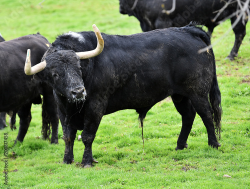 bull in spanish green countryside