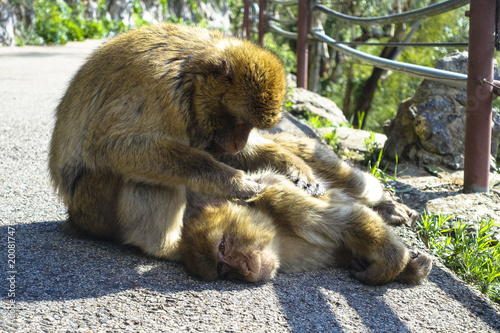 Close up of a wild macaque or Gibraltar monkey, one of the most famous attractions of the British overseas territory