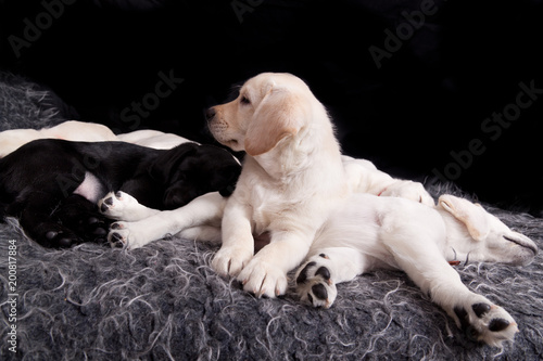 Dog breed labrador puppy with  his mother on black background