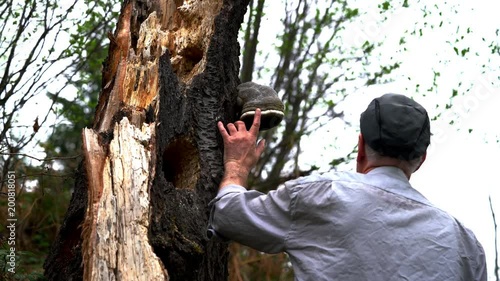 Man touches old potted tree - (4K)
