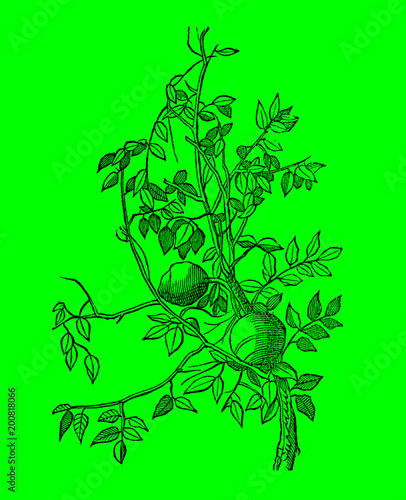 Branch of a sapucaia or paradise nut tree, lecythis zabucajo isolated on a bright green background, after a vintage woodcut illustration from the 17th century. Editable in layers photo