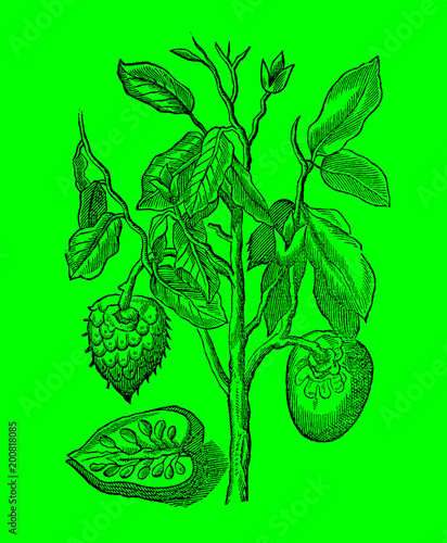 Branch of a mountain soursop (annona montana) in front of a bright green background (after a historical woodcut illustration from the 17th century). Easy editable in layers photo