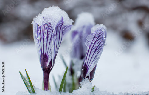 Fototapeta Naklejka Na Ścianę i Meble -  Snow Covered Flowers 