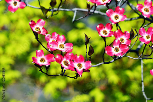 ハナミズキ 赤 Stock 写真 Adobe Stock ハナミズキ 赤 Stock 写真 Adobe Stock