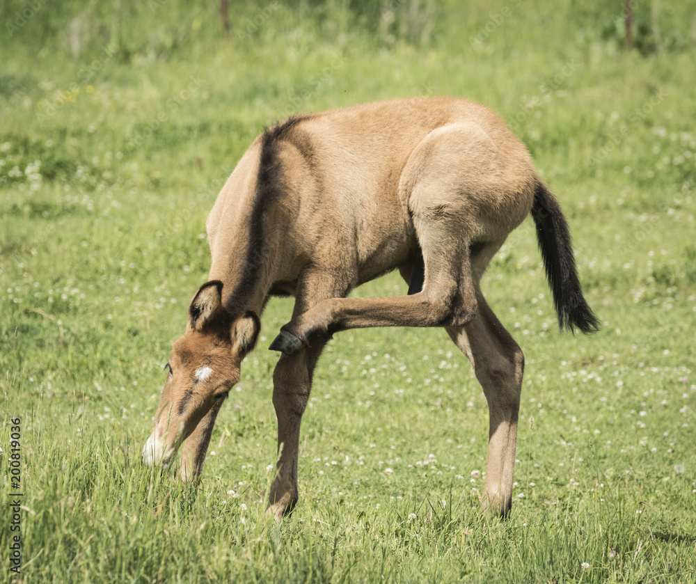 Mule Yoga