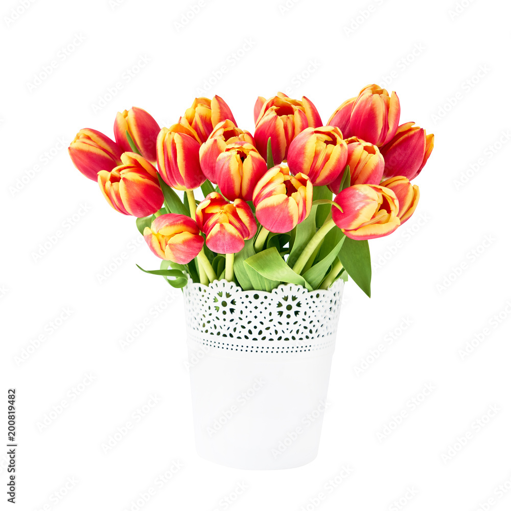 Obraz premium Red tulips bouquet in white pot isolated over white. Mothers Day, Birthday, Valentines Day concept.