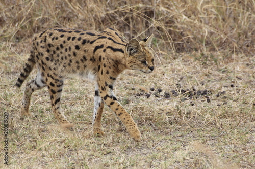 cheetah walking