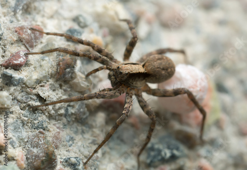Macro photo of a female wolf spider carrying egg sac