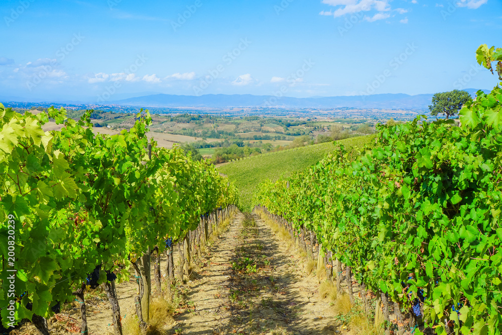 Grape farm in Italy, winery yard
