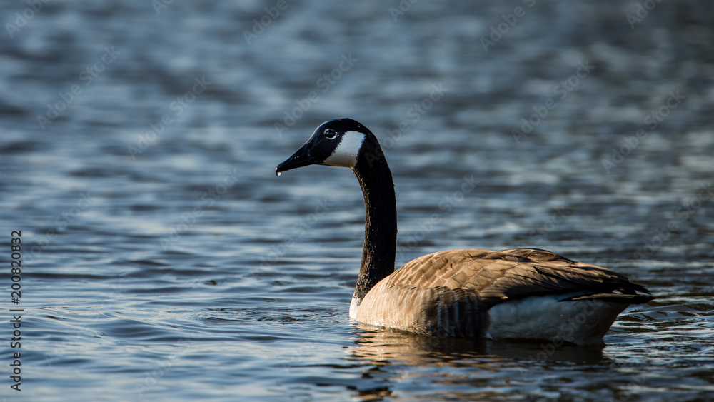 Obraz premium Canada Goose's drop