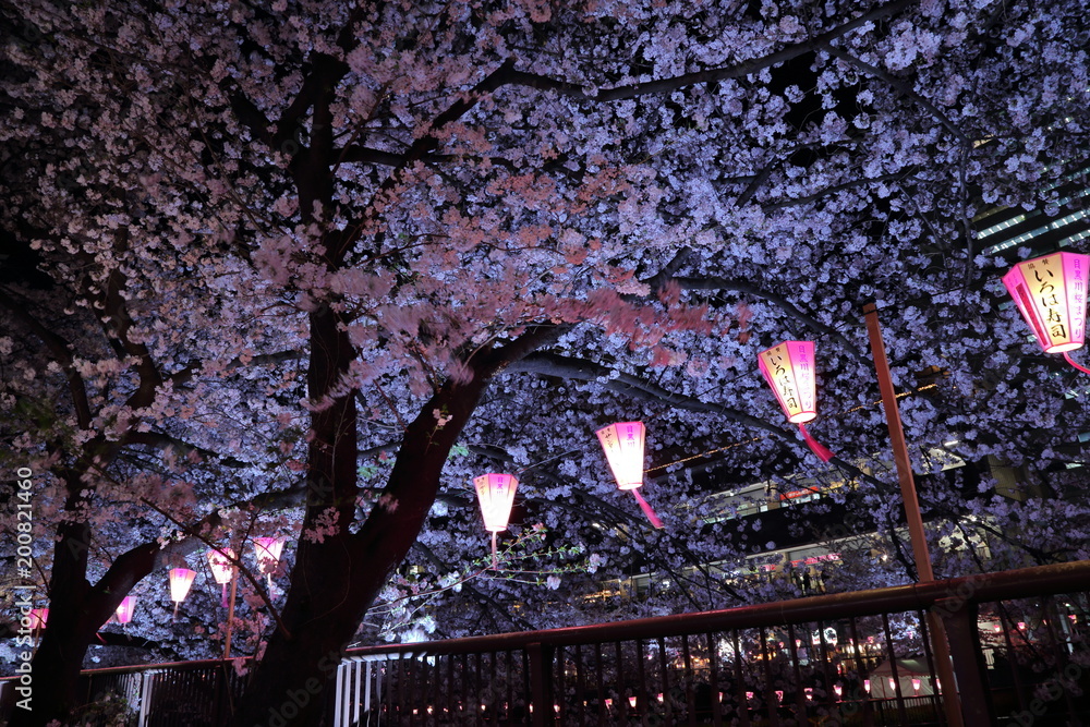 Fototapeta premium 目黒川の夜桜 / Night cherry blossom viewing at Meguro river