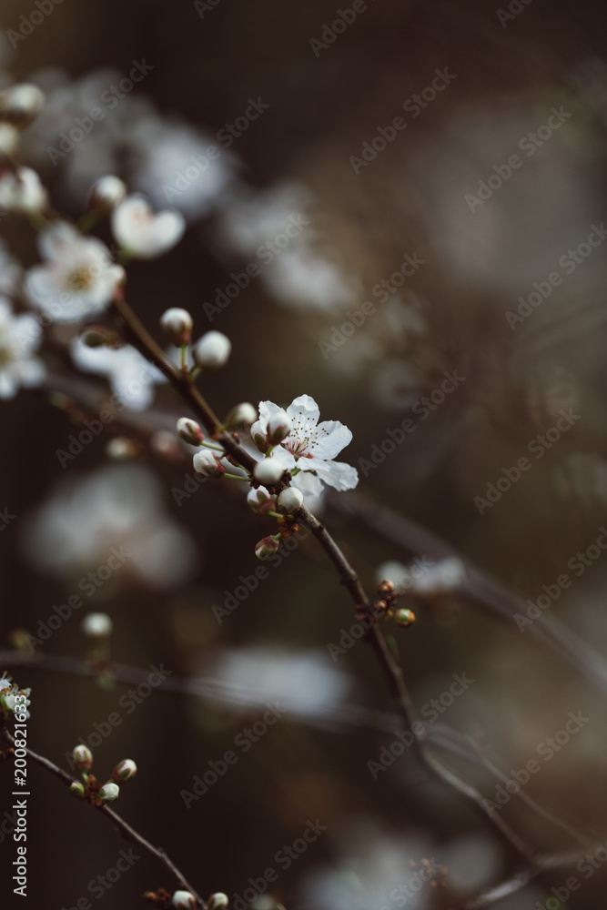 Abstract close up of beautiful wildflowers petals and buds.