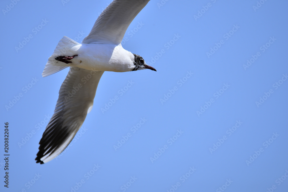 Fototapeta premium Seagulls fly in free