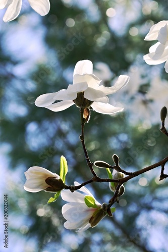 Vertical image of delicate spring white blossom of mangolia tree flower, sunny day, daylight, transparent, blurry blue and green background, blue sky, branches, bright sun photo