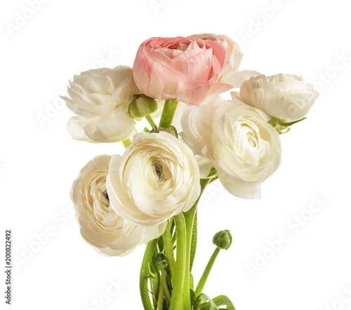 Beautiful ranunculus flowers on white background