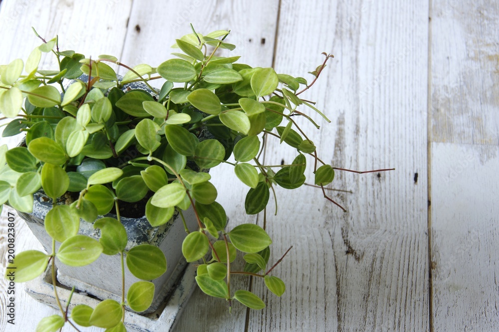 ぺペロミア 植物 ぺペロミア 植物