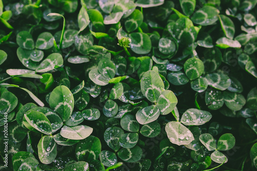 Clover. Closeup of Clovers with drops. Macro.