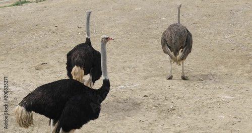 Three wild  ostrich walking photo